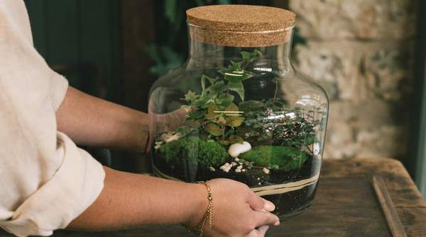 Editorial illustration for How to Build a Self-Sustaining Closed Terrarium: Layers, Plants, and the Care That Keeps It Alive